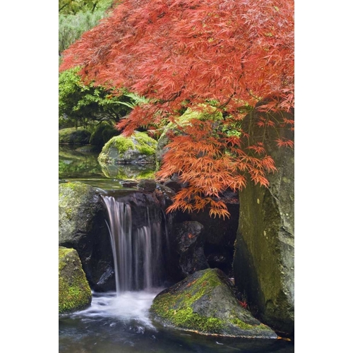 Paulson, Don 아티스트의 Oregon, Portland Waterfall and Japanese maple작품입니다.